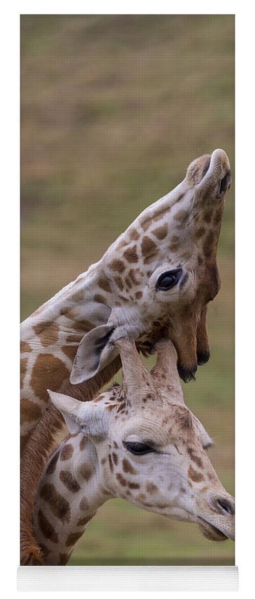 Feb0514 Yoga Mat featuring the photograph Rothschild Giraffe Calves Necking by San Diego Zoo