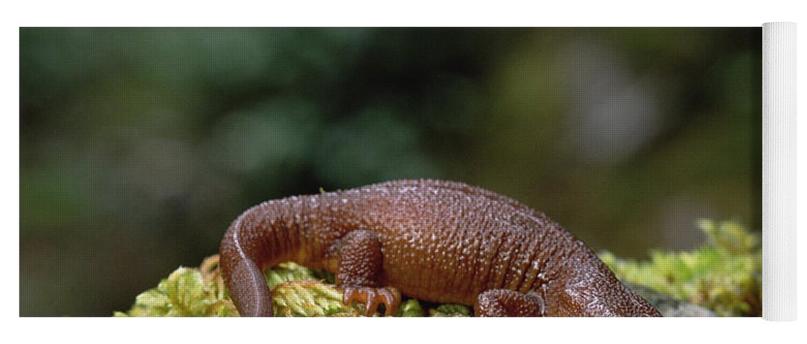 Feb0514 Yoga Mat featuring the photograph Rough-skinned Newt Oregon by Gerry Ellis