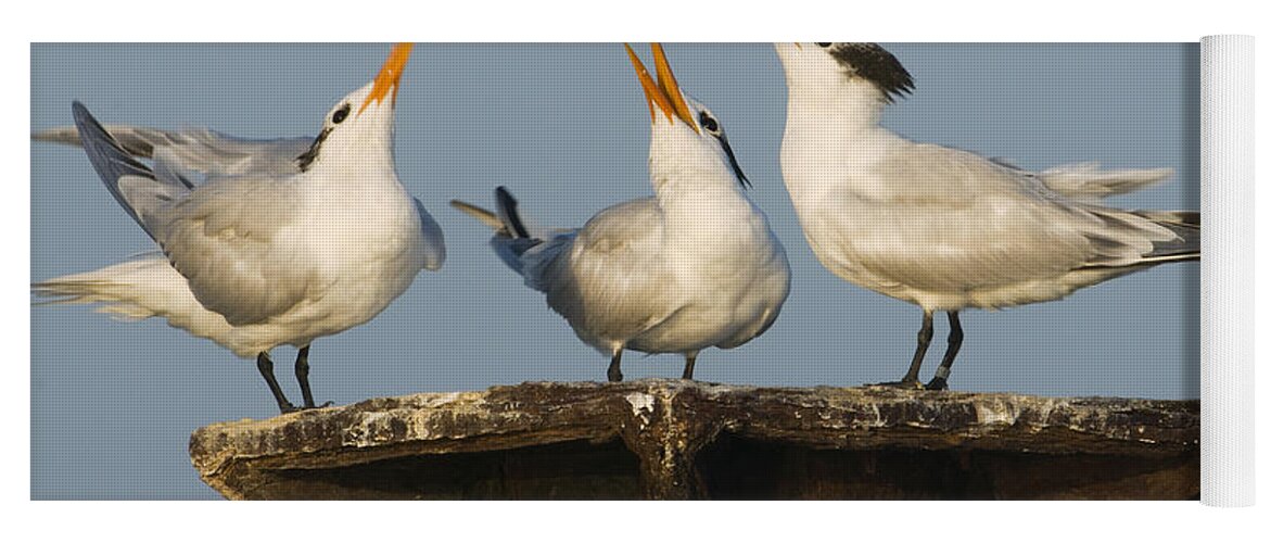 Feb0514 Yoga Mat featuring the photograph Royal Tern Trio Displaying Dominican by Kevin Schafer