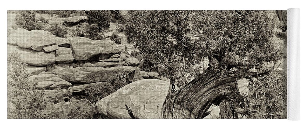 Tree Yoga Mat featuring the photograph Rugged Tree by Betty Depee