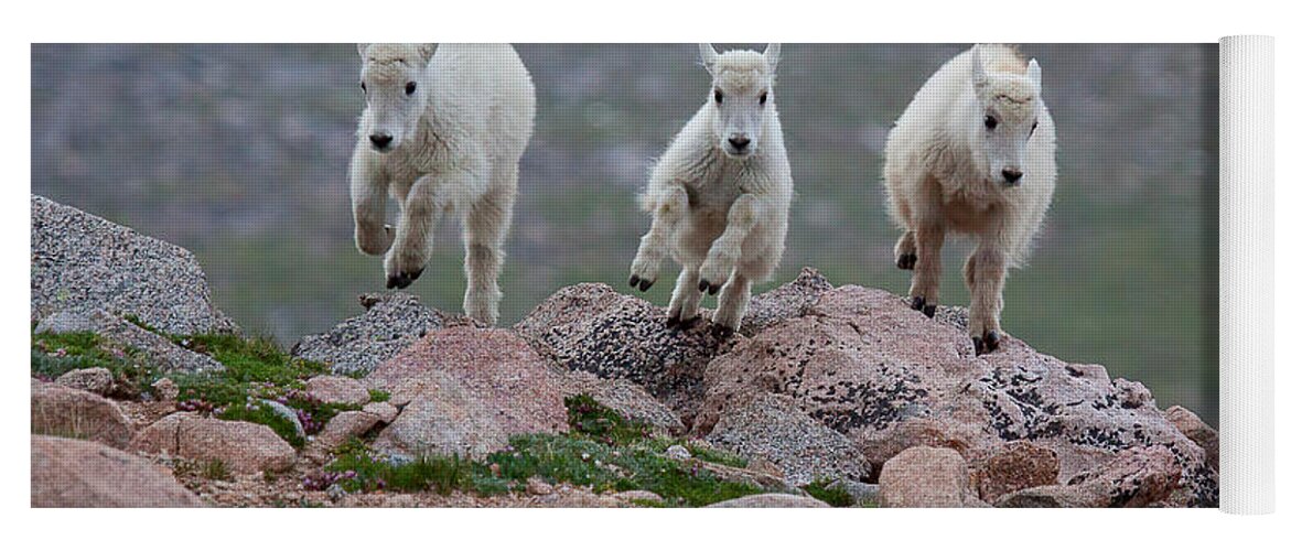 Mountain Goats; Posing; Group Photo; Baby Goat; Nature; Colorado; Crowd; Baby Goat; Mountain Goat Baby; Happy; Joy; Nature; Brothers Yoga Mat featuring the photograph Running Scared by Jim Garrison