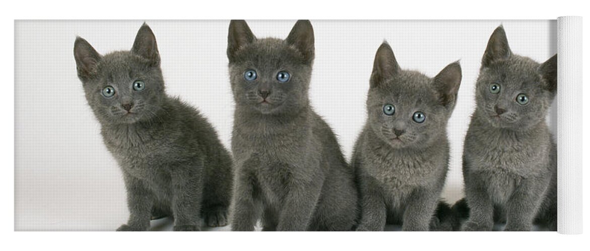 Cat Yoga Mat featuring the photograph Russian Blue Kittens by John Daniels
