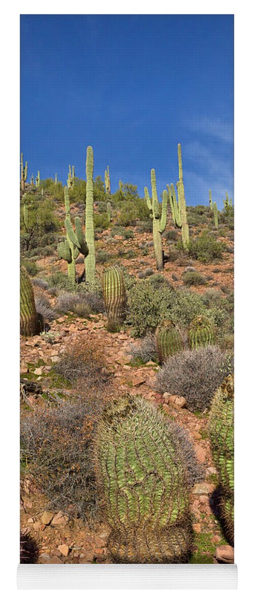 00559179 Yoga Mat featuring the photograph Saguaro And Barrel Cacti Tonto N M by Yva Momatiuk John Eastcott