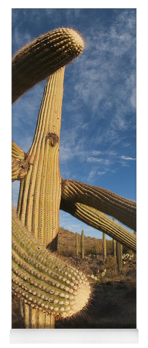 Feb0514 Yoga Mat featuring the photograph Saguaro Cactus Saguaro Np Arizona by Kevin Schafer