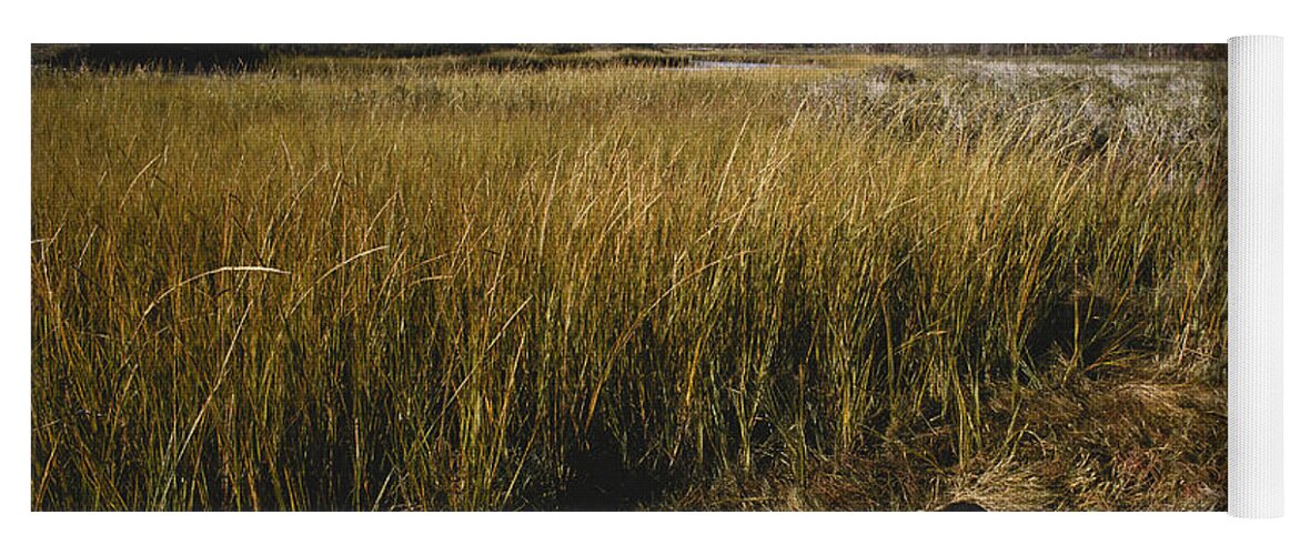 1995 Yoga Mat featuring the photograph Salt Marsh Cordgrass by John W. Bova