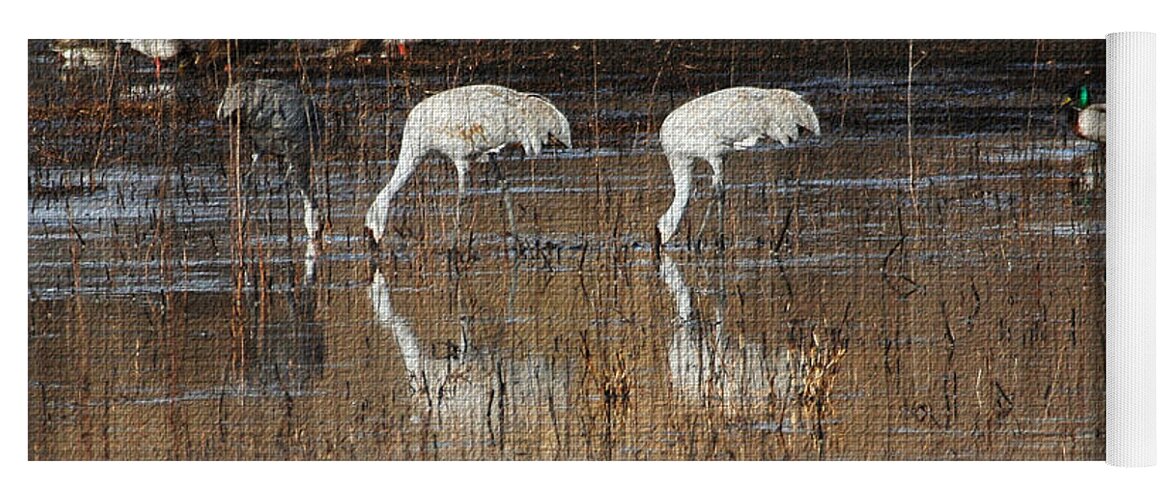 Sand Hill Cranes Eating Yoga Mat featuring the photograph Sand Hill Cranes Eating by Tom Janca