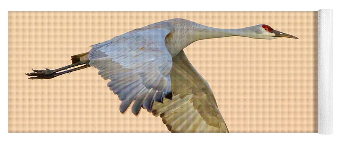 Ice Yoga Mat featuring the photograph Sandhill Crane with icy ankles by Fred J Lord