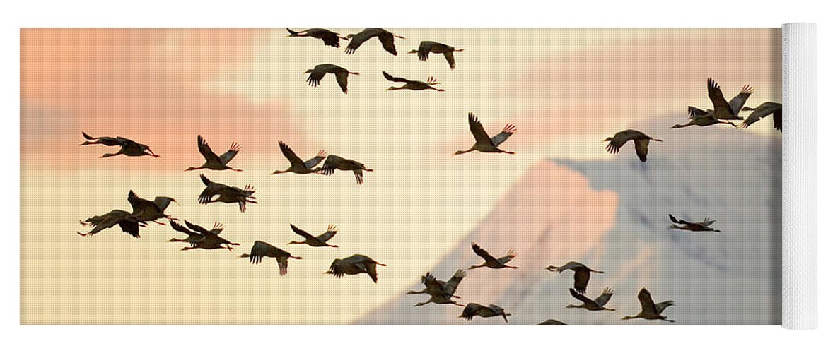 00345404 Yoga Mat featuring the photograph Sandhill Cranes And Mt Denali At Sunrise by Yva Momatiuk John Eastcott