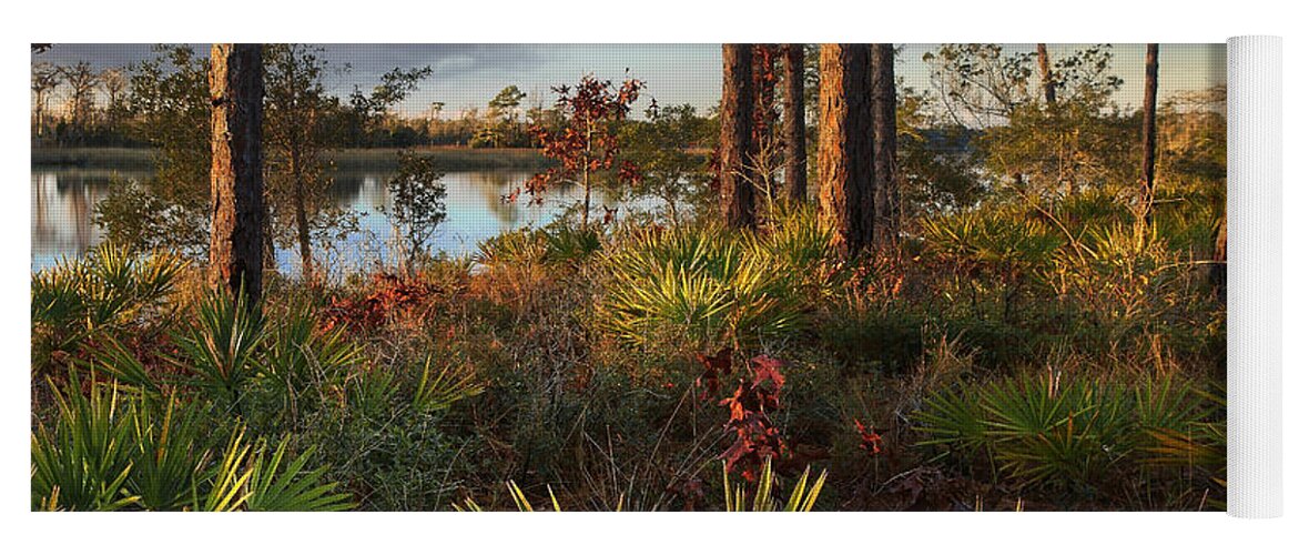 Tim Fitzharris Yoga Mat featuring the photograph Saw Palmetto And Longleaf Pine by Tim Fitzharris