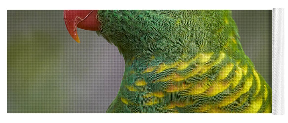 Martin Willis Yoga Mat featuring the photograph Scaly-breasted Lorikeet Australia by Martin Willis