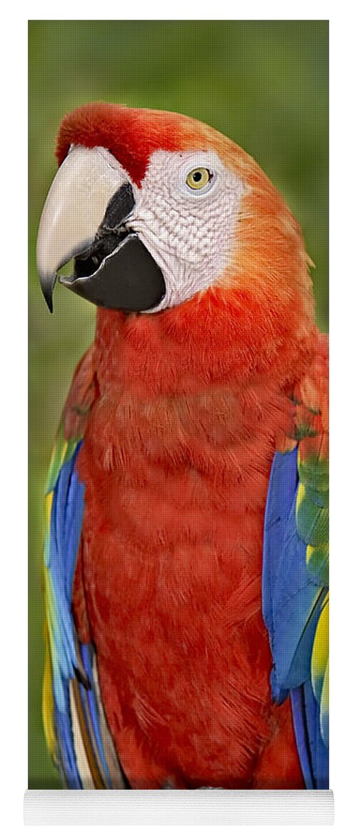 Amazon Yoga Mat featuring the photograph Scarlet Macaw Parrot by Susan Candelario