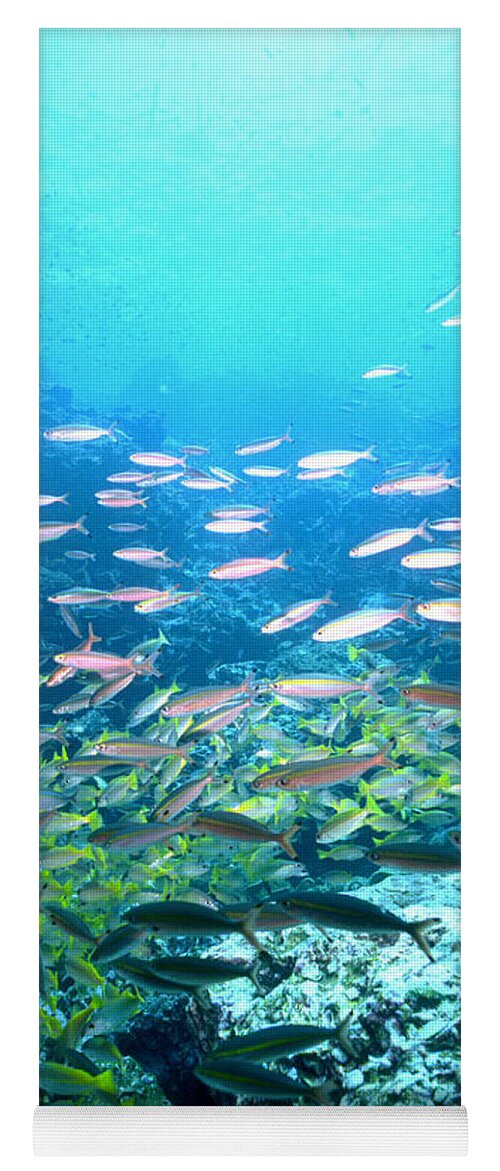 Andaman Yoga Mat featuring the photograph Schools Of Fish by Greg Ochocki