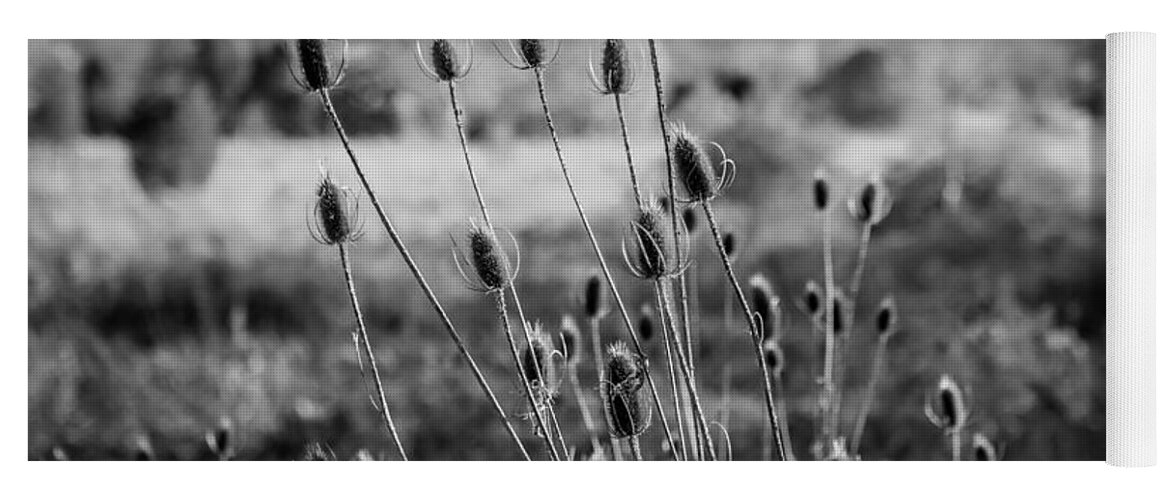 Seed Heads Yoga Mat featuring the photograph Seed Heads Sussex County New Jersey Painted BW  by Rich Franco