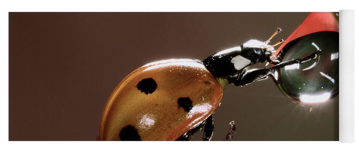 Nis Yoga Mat featuring the photograph Seven-spotted Ladybird Drinking by Jef Meul