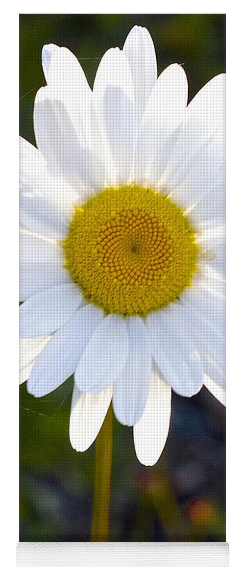 Daisy Yoga Mat featuring the photograph She Loves Me She Loves Me Not by Todd Kreuter