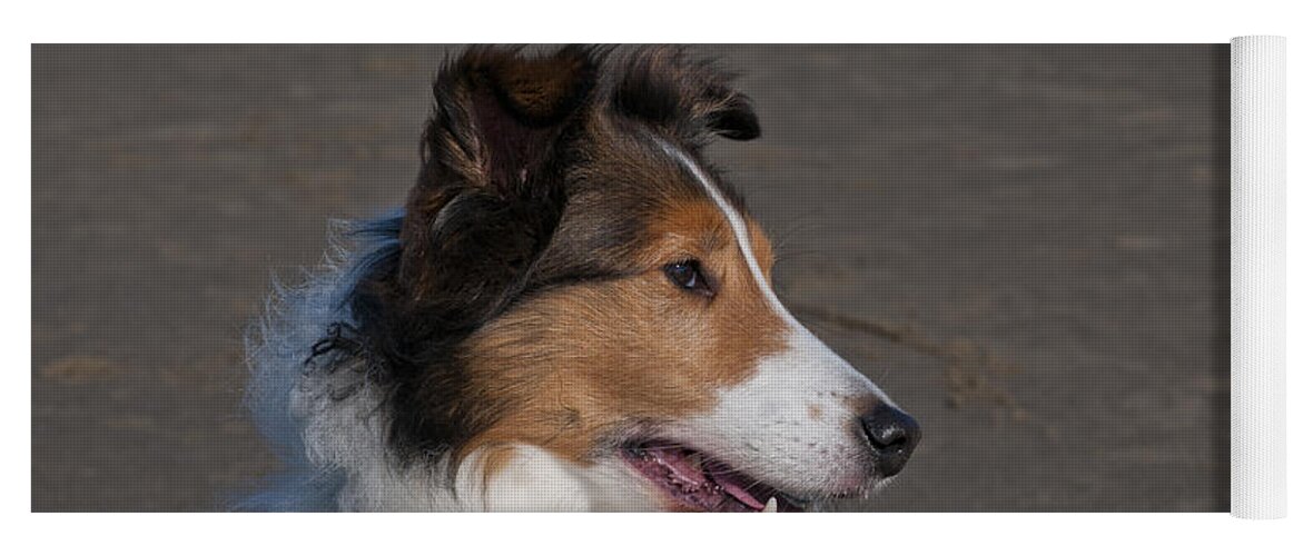 Nature Yoga Mat featuring the photograph Shetland Sheepdog On Beach by William H. Mullins