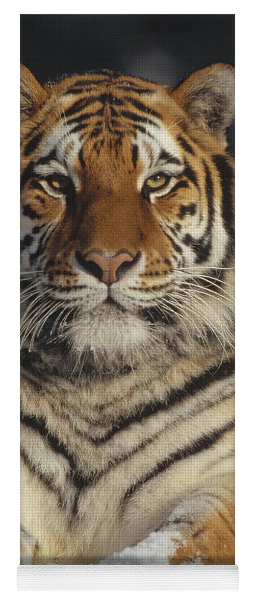 Feb0514 Yoga Mat featuring the photograph Siberian Tiger Portrait In Snow China by Konrad Wothe