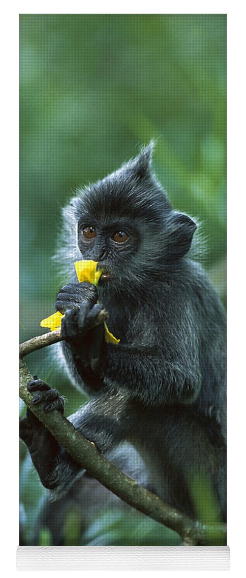 00620188 Yoga Mat featuring the photograph Silvered Leaf Monkey Eating Flowers by Cyril Ruoso