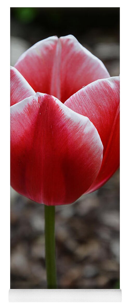 Tulip Yoga Mat featuring the photograph Simplicity by Ramona Matei