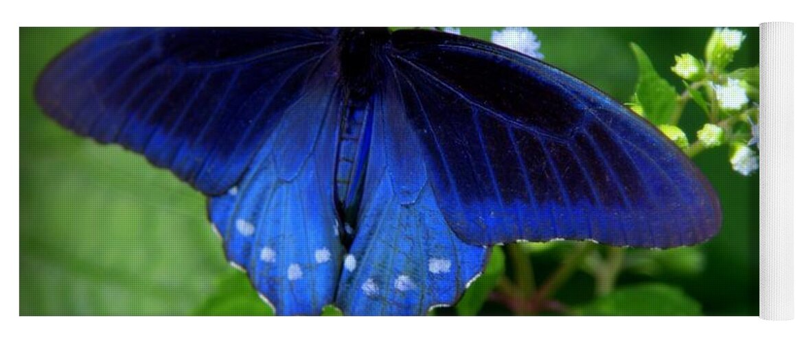 Pipevine Swallowtail Yoga Mat featuring the photograph SINGING the BLUES by Karen Wiles