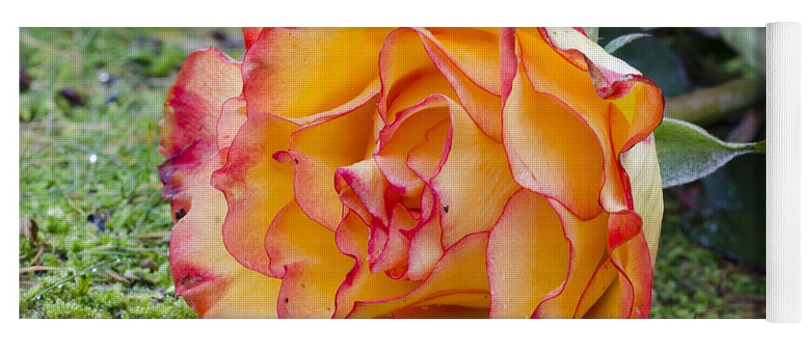 Rose Yoga Mat featuring the photograph Single rose by Steev Stamford