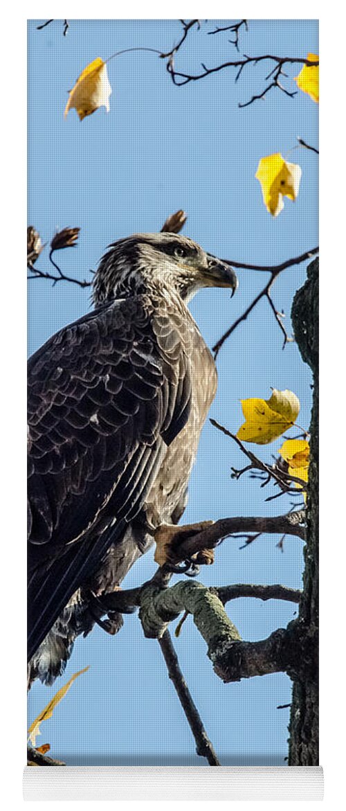 Immature Eagle Yoga Mat featuring the photograph Sitting in the Sun by Gary Wightman