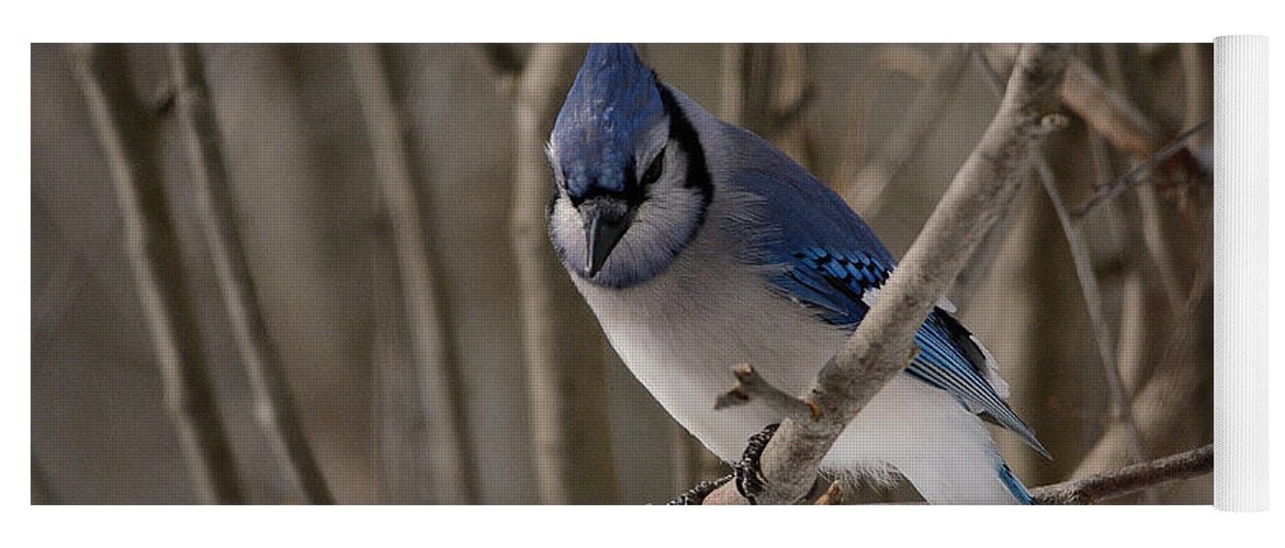 Blue Jay Yoga Mat featuring the photograph Sitting Pretty by David Porteus