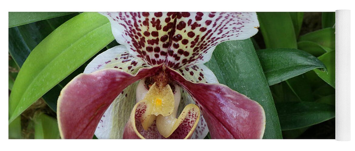 Slipper Orchid Yoga Mat featuring the photograph Slipper Orchid 1 by Allen Beatty
