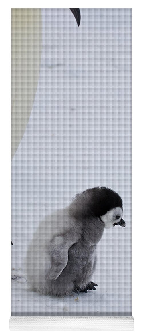 Emperor Penguin Yoga Mat featuring the photograph Small Emperor Penguin Chick by Greg Dimijian