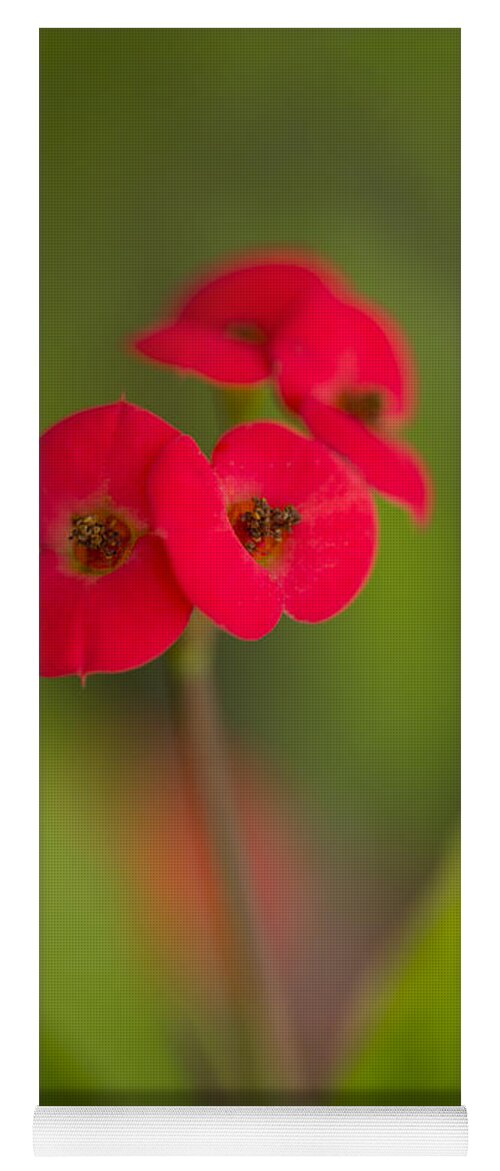 Red Yoga Mat featuring the photograph Small red flowers with blurry background by Jaroslaw Blaminsky