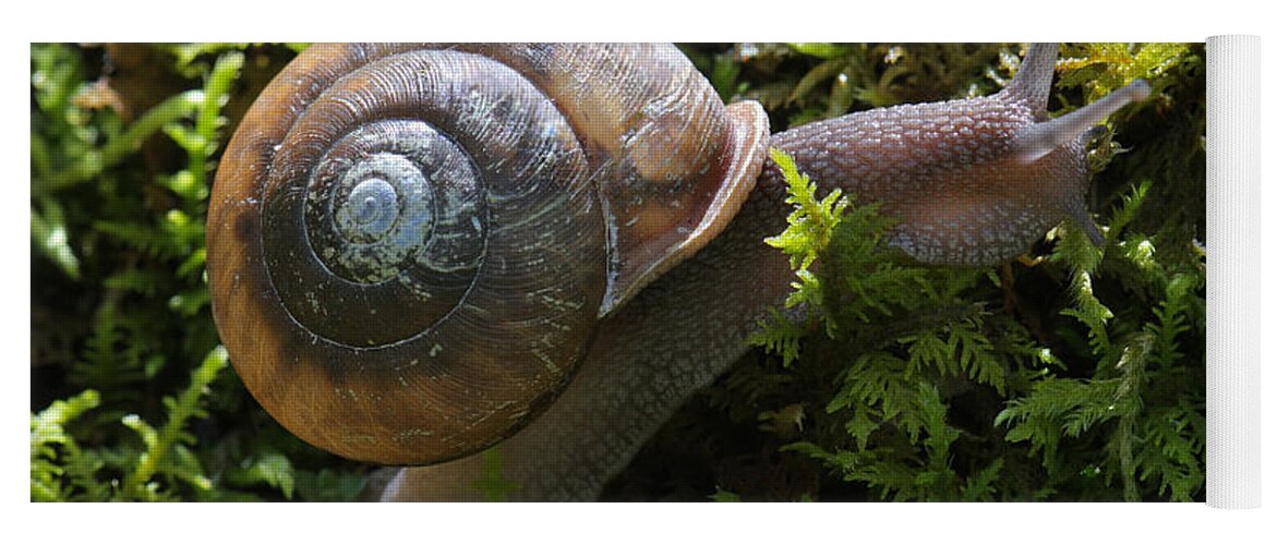 Snail In Moss Yoga Mat featuring the photograph Snail In Moss by Daniel Reed