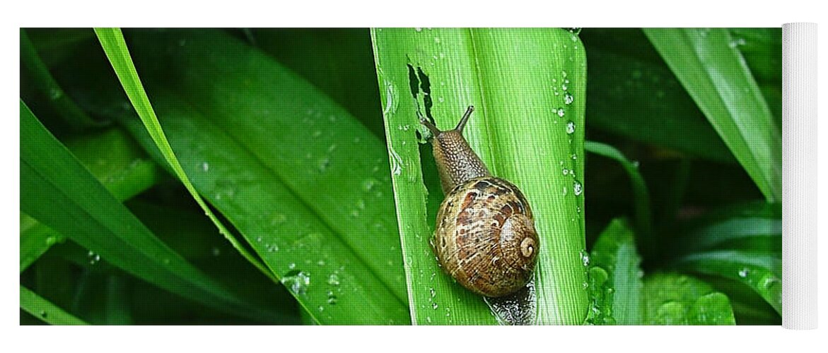 Snail Canvas Prints Yoga Mat featuring the photograph Snail Muncher by Wendy McKennon