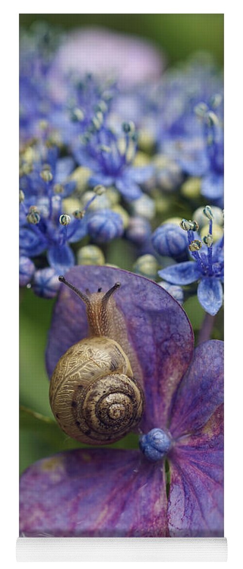 Hiroya Minakuchi Yoga Mat featuring the photograph Snail On Hydrangea Flower Japan by Hiroya Minakuchi