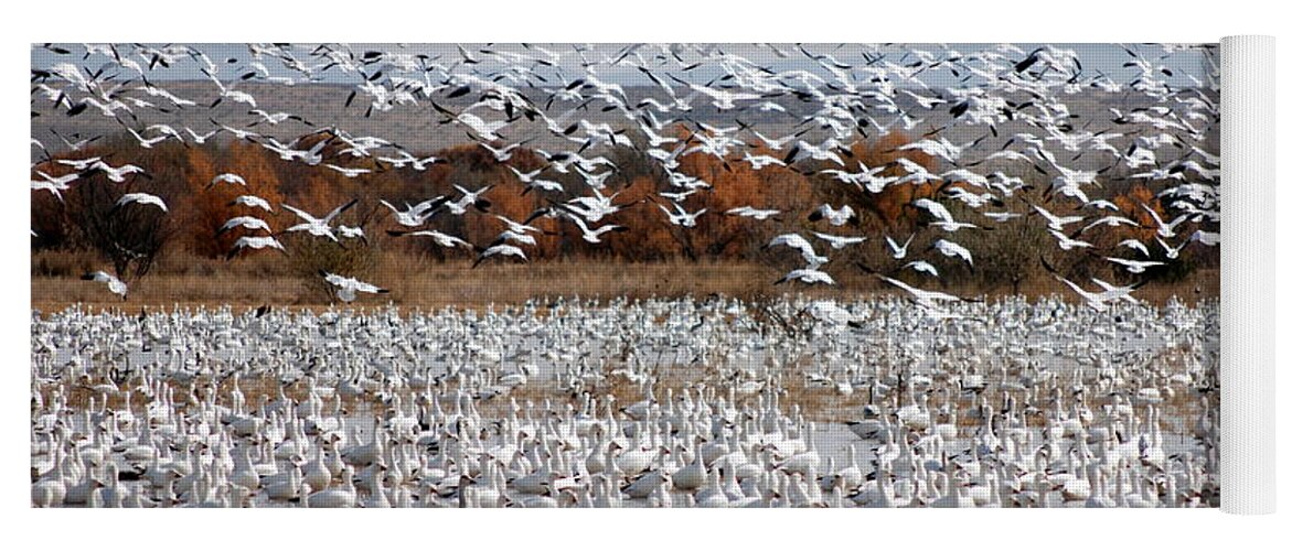 Snow Geese Yoga Mat featuring the photograph Snow Geese No.4 by John Greco