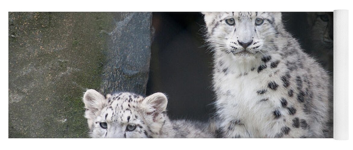 Animal Yoga Mat featuring the photograph Snow Leopard Cubs by Chris Boulton