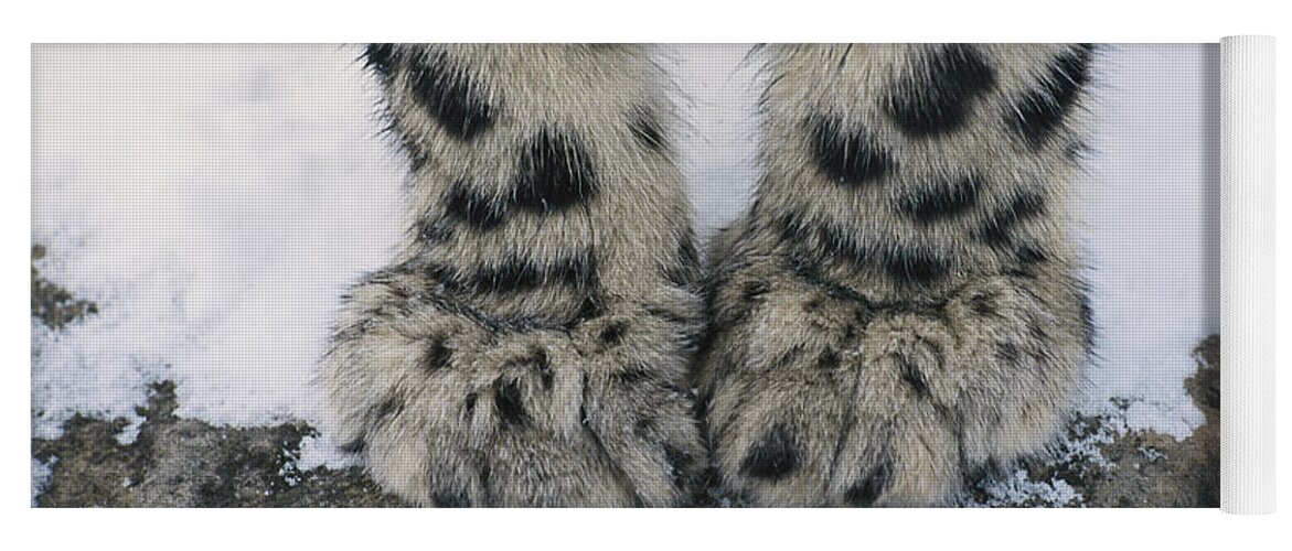 Snow Leopard Yoga Mat featuring the photograph Snow Leopard Feet by Thomas and Pat Leeson