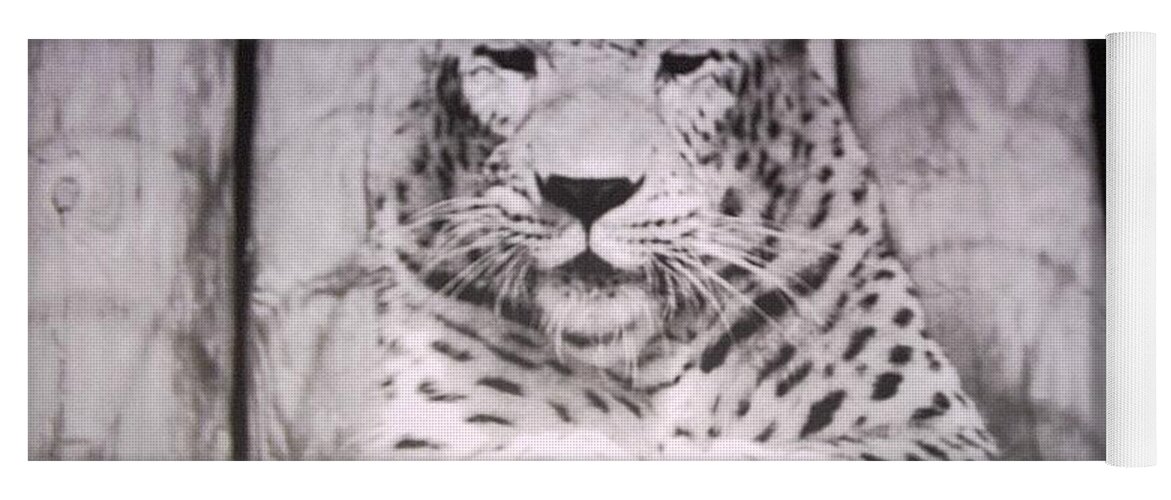 #snowleopard #white #spotted #florida #animalpark Yoga Mat featuring the photograph White Snow Leopard Chillin by Belinda Lee