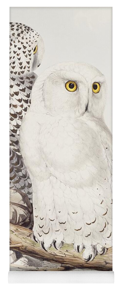 Owl Yoga Mat featuring the painting Snowy Owl by Edward Lear