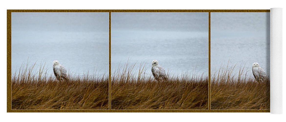 Snowy Owl Yoga Mat featuring the photograph Snowy Owl Triptych by Crystal Wightman