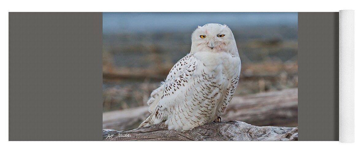 Animal Yoga Mat featuring the photograph Snowy Owl Watching from a Driftwood Perch by Jeff Goulden