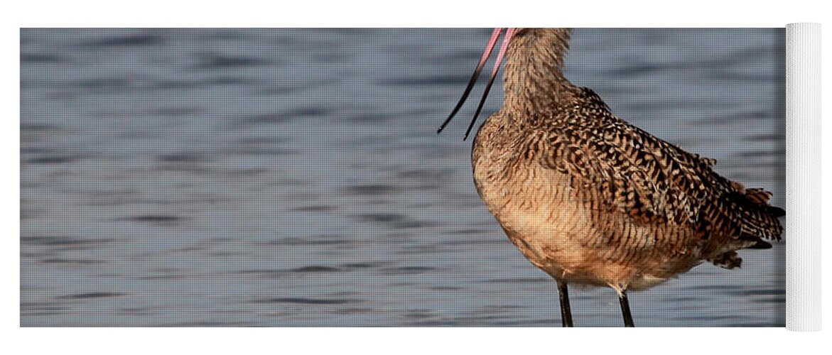 Merbled Godwit Yoga Mat featuring the photograph So Cute - Marbled Godwit by Meg Rousher