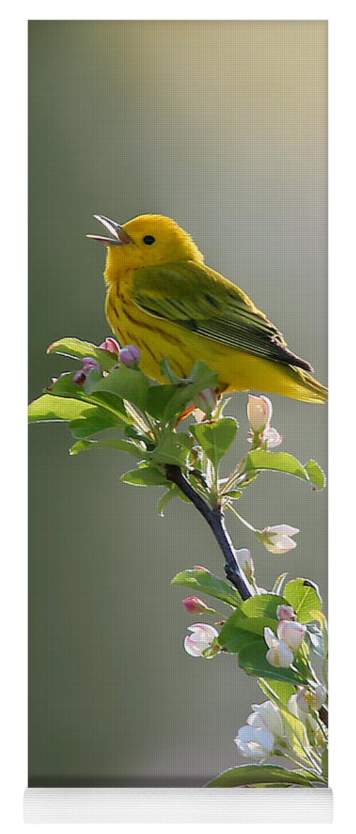 Yellow Warbler Yoga Mat featuring the photograph Song of Spring by Rob Blair