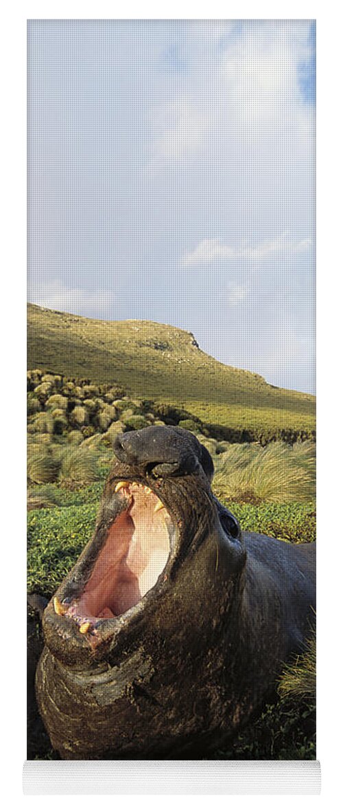 Feb0514 Yoga Mat featuring the photograph Southern Elephant Seal Bull In Wallow by Tui De Roy
