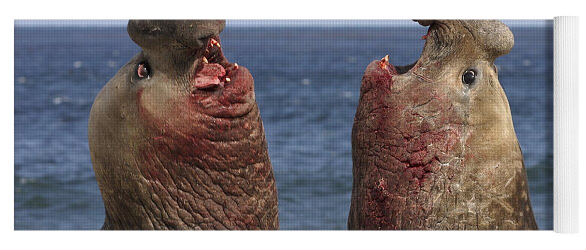 Feb0514 Yoga Mat featuring the photograph Southern Elephant Seal Males Competing by Hiroya Minakuchi