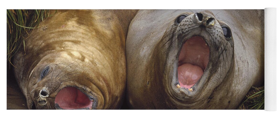 Feb0514 Yoga Mat featuring the photograph Southern Elephant Seal Pair Calling by Konrad Wothe