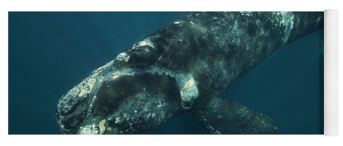 Feb0514 Yoga Mat featuring the photograph Southern Right Whale Calf Valdes by Hiroya Minakuchi