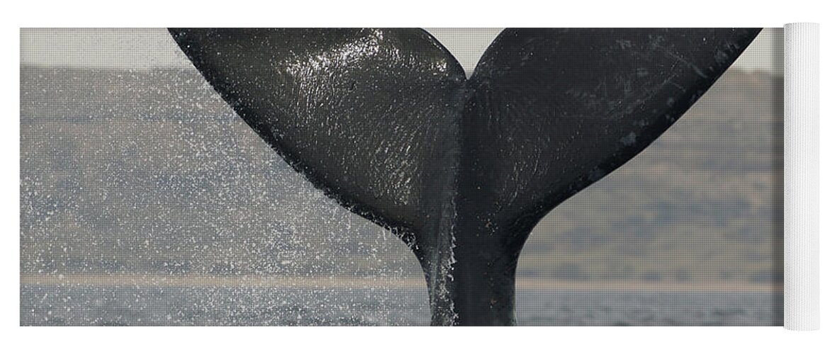 Feb0514 Yoga Mat featuring the photograph Southern Right Whale Tail Slap Argentina by Hiroya Minakuchi
