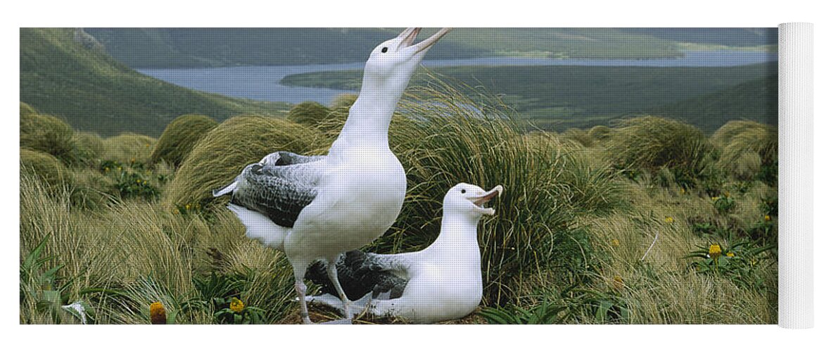 Feb0514 Yoga Mat featuring the photograph Southern Royal Albatrosses At Nest by Konrad Wothe