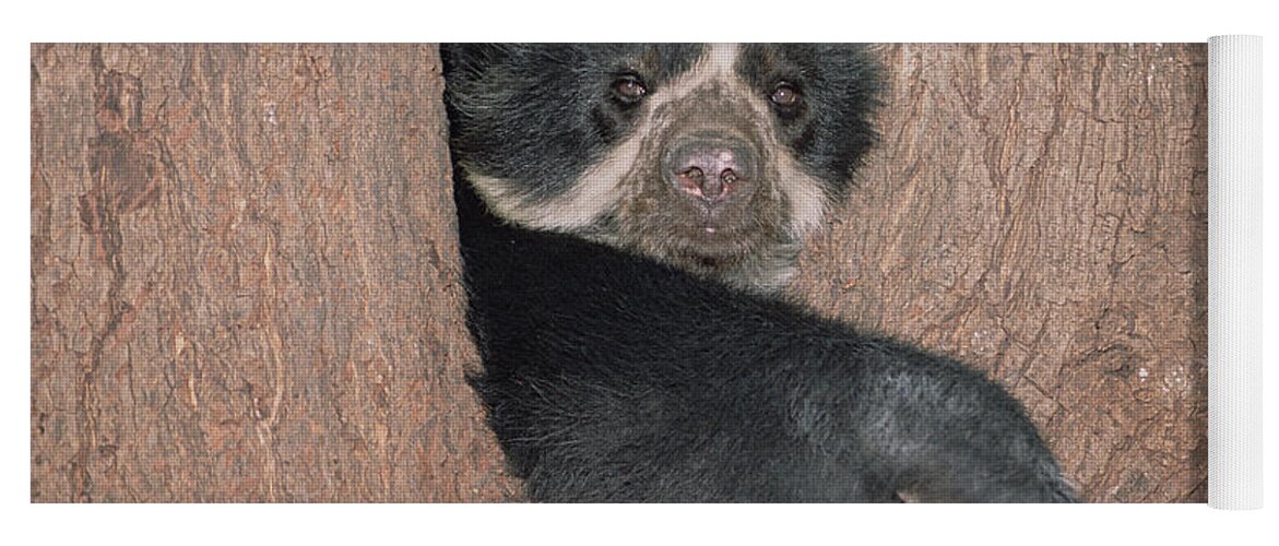 Feb0514 Yoga Mat featuring the photograph Spectacled Bear In Andean Foothills Peru by Tui De Roy