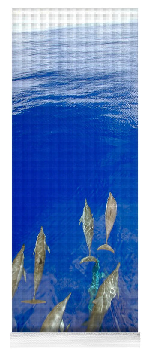 Animal Yoga Mat featuring the photograph Spinner Dolphins by F. Stuart Westmorland